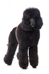 Black poodle standing on white background