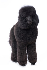 Black poodle standing on white background