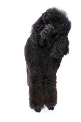 Black poodle on white background