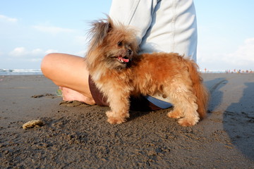 very cute dog playing on the beach