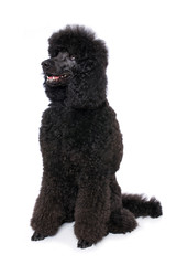 Black poodle on white background