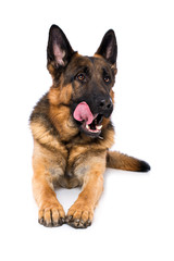 German shepherd dog on white background