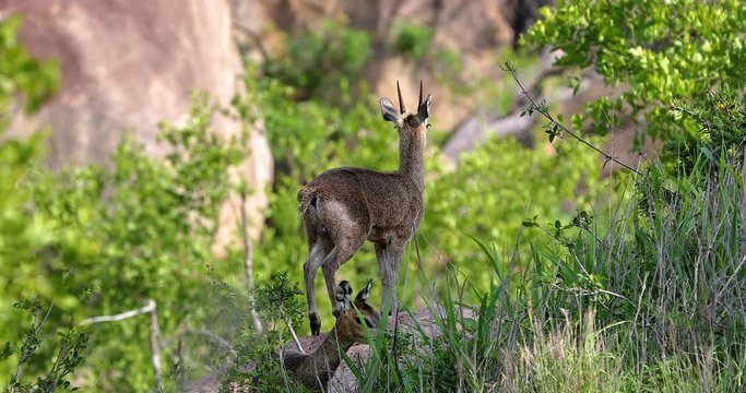 little antelope "Grysbok" in the park kruger, south africa