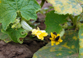 The tiny cucumbers with flowers
