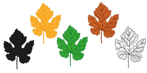 Set of all colors of leaves. Leaf of grapes. Autumn orange, yellow and summer green leaf. Vector illustration.