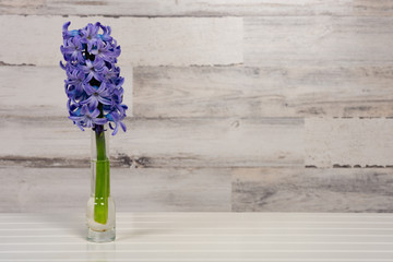 Purple blue spring hyacinths with a shallow depth of field and copy space