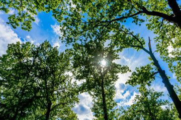 In the forest. Green tree.