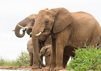 Fototapeta na wymiar Elephant herd drinking at waterhole