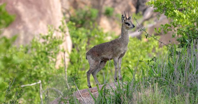 little antelope "Grysbok" in the park kruger, south africa