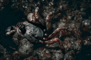 Macro photo of a small crab at work.
