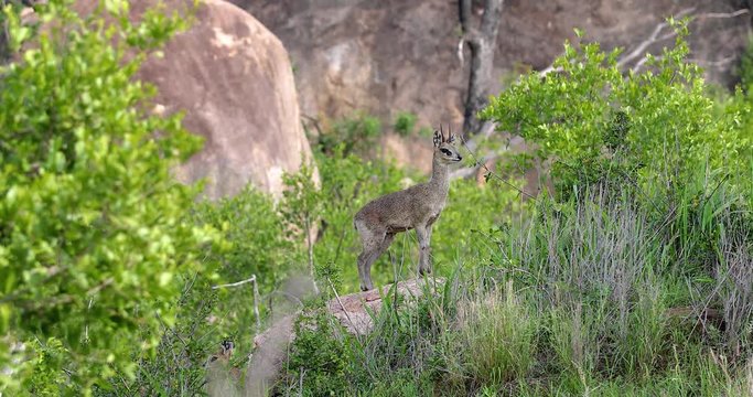 little antelope "Grysbok" in the park kruger, south africa