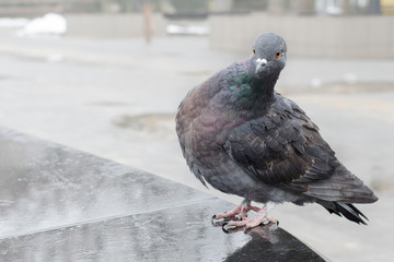 Gray dove on a granite parapet in the park.