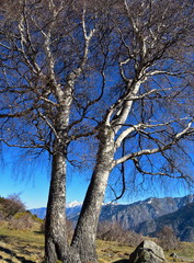 Arbres et montagne dans les Pyrénées