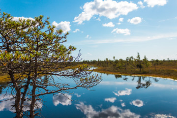 Blue lakes with cloud reflection and green vegetation during a hike in Kemeri National Park on a...