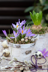 Gartendekoration im Frühling mit Krokussen im Birkenrinden-Topf