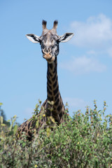 African giraffe is curious and peeking over bushes