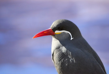 Fototapeta na wymiar Side view of one Inca tern (Larosterna inca) against blue background, closeup.