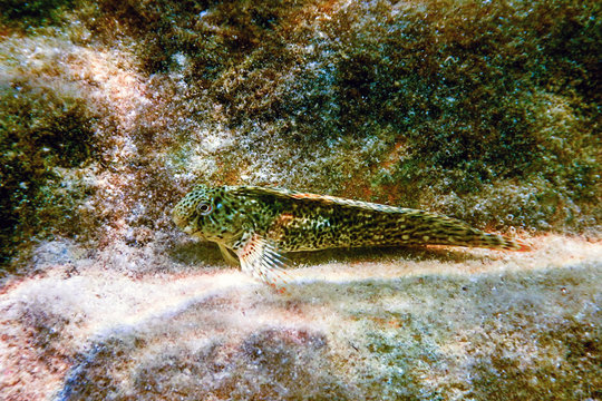 Portrait Of Cute Blenny fish, Close up