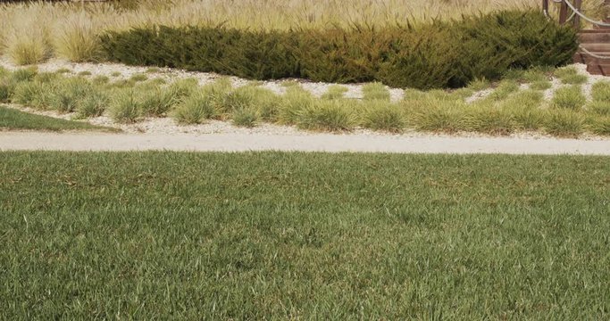 Gardener operating scarifying machine in grass lawn
