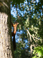 red fluffy squirrel on a tree in the summer in the forest