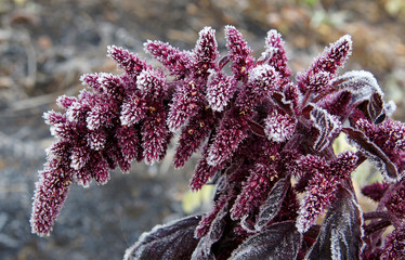Amaranthus with hoarfrost