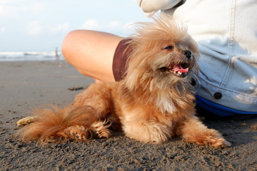 very cute dog playing on the beach