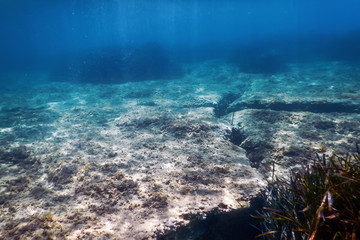 Underwater background with seaweed