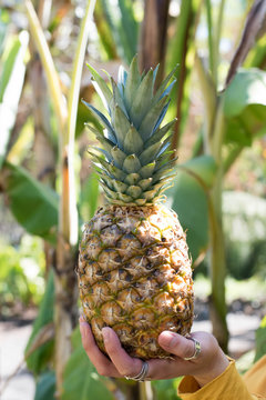 Pi&ntilde;a sobre una mano