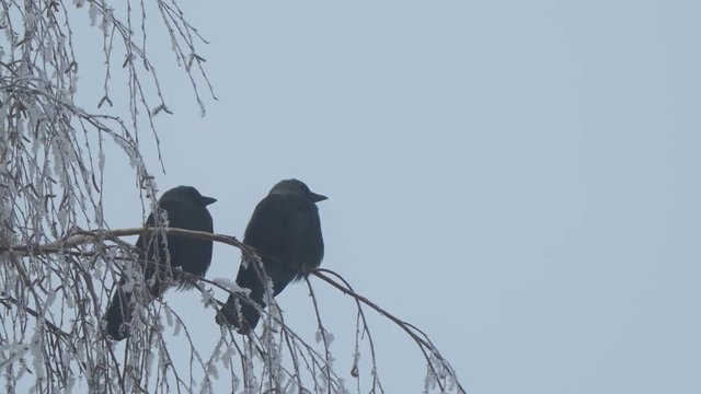 Jackdaw sitting on the branch of a birch on a background of blue sky