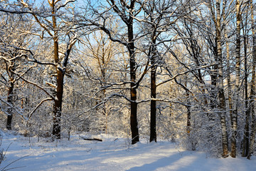 Frosty trees. Winter nature landscape. Christmas background. Freshly fallen snow covers the trees in....