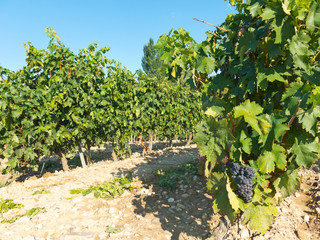 Fototapeta na wymiar View of a wineyard in la rioja, Spain