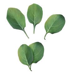 Spinach Leaves Pencil Illustration Isolated on White