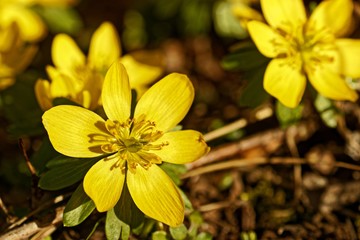 blühende Winterlinge im Februar