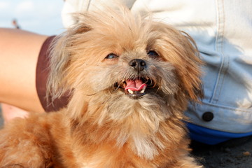 very cute dog playing on the beach