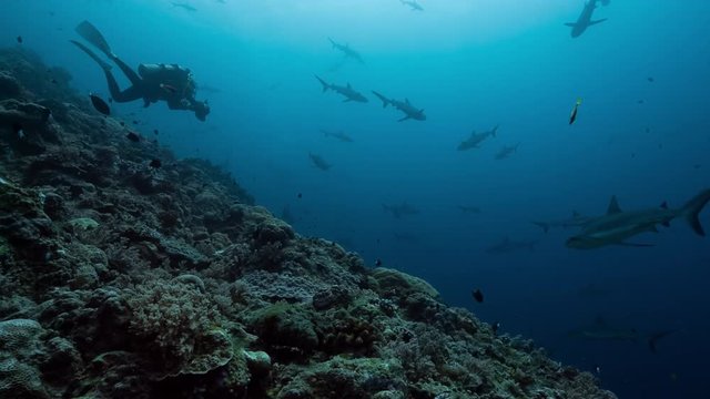 Underwater camera operator film huge number of sharks