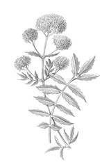 Naklejka premium Valerian Pencil Drawing Isolated on White