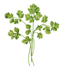 Cilantro Pencil Drawing Isolated on White