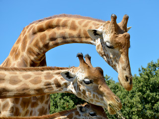 Fototapeta premium Closeup of giraffes (Giraffa camelopardalis) eating seen from profile