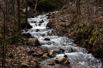 mountain stream in the forest