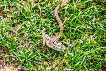 brown boomslang eating chameleon in nairobi, kenya