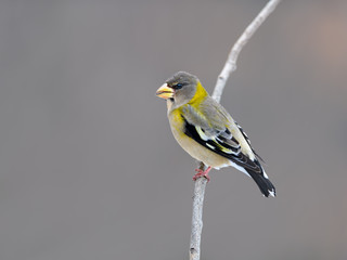 Female Evening Grosbeak in Winter