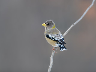 Female Evening Grosbeak in Winter