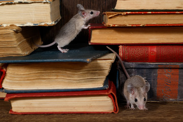 Close-up two young mice on  the old books on the shelf in the library. Concept of rodent control....