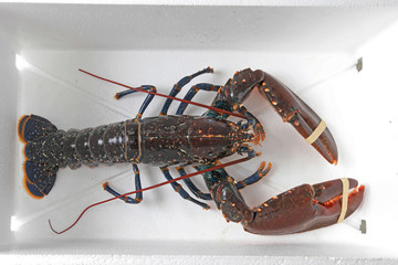 Live Lobster
