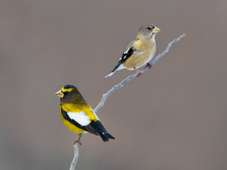 Male  and FemaleEvening Grosbeak in Winter, Portrait