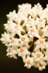 Blooming Hoya parasitica (Roxb.) Wall. Ex Wight with nectar.