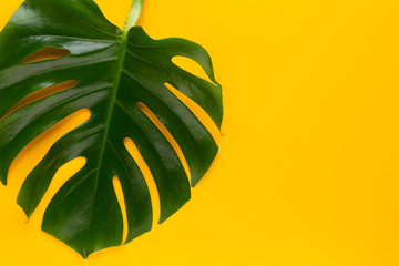 Tropical Jungle Leaf, Monstera, resting on flat surface, on yellow background.