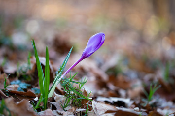  Spring flower snowdrop is the first flower in the end of winter and the beginning of spring.