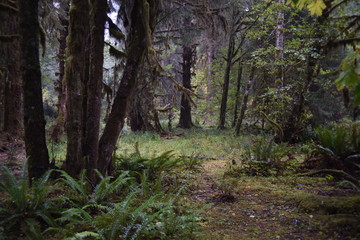 Olympic National Park, WA., U.S.A. Oct. 18, 2017. Hoh Forest autumn.  Rainy day.