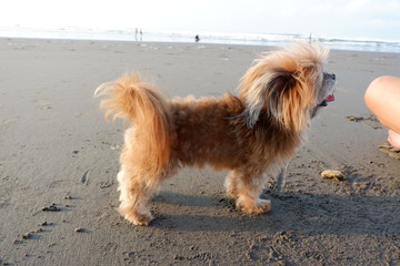 very cute dog playing on the beach